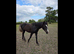 ID X ISH gelding