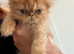 Exotic Persian kittens