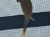 Breeding pair of Ringneck