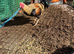 Aseel x shamo cockerel