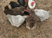 8 chickens. 2.5 year old .good egg layers