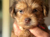SuperHealth tested Ocean Pearl/coloured Yorkshire Terriers