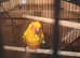Sun Conure