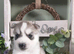 Siberian husky puppys