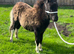 Miniature Shetland colt foal SHOW RING POTENTIAL