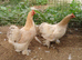 Trio of pekins