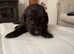 Flat coated retriever puppies