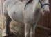 For sale Prince