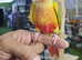 Young Hand-Reared Green Cheek & Yellow-Sided Conure Babies Available,18