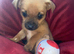 Jack Russell/Yorkshire terrier puppy’s