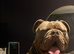 English bulldog