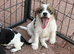 True Jack Russel puppy’s for sale
