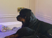 Chunky Rottweilers