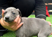 Whippet Puppies
