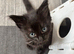 Ragamese cross kittens