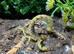 Desert Hairy Scorpion at Birmingham Reptiles