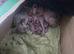 Sphinx kittens available