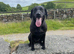 Beautiful Labradors