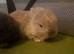 Babby bunnys