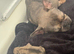 Puppies French bulldogs