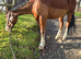 Land with a couple of stables