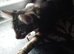 Tabby kitten male
