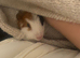 Guinea pig
