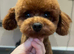 READY NOW CAVAPOO F1BB X ASIAN POODLE