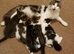 3 cute kittens