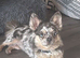 Chihuahua x Frenchie