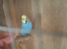 Budgies for sale