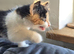 Beautiful Kittens Looking for Their Forever Homes