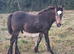 Heulyrafon Brenin