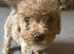 Last 3 lil boy fur baby&rsquo;s reduced price