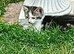 Beautiful kittens looking for new homes