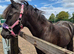13hh cob mare for sale