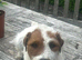 Parson Russell Bitch pup £950 last one