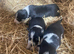Farm collie pups