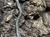 Birthday Special - 3ft set up + 20% off any suitable Colubrid