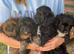 Beautiful yorkiepoo puppies