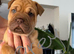 Beautiful little if sharpie cross puppies