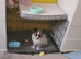 Dog for sale