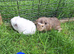Male guinea pigs for sale
