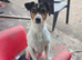 2 x Male Parson Jack Russell For Stud