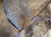 Large french lop