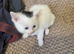 Little bundles of fluff!