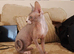 Beautiful 5-month-old female Sphynx looking for her forever home
