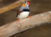 Zebra Finches for sale,17