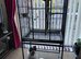 Young kakariki with cage.