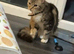 2 female cats